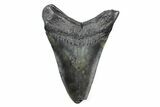 Bargain, Fossil Megalodon Tooth - South Carolina #362554-1